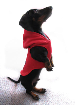 Small dog wearing a red sweater on a white background